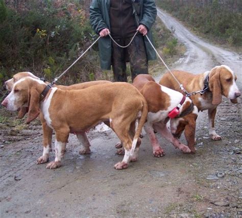 Perros de caza perros rastro jabali